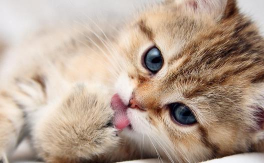 動物疫病診斷儀：貓弓形蟲是什么？